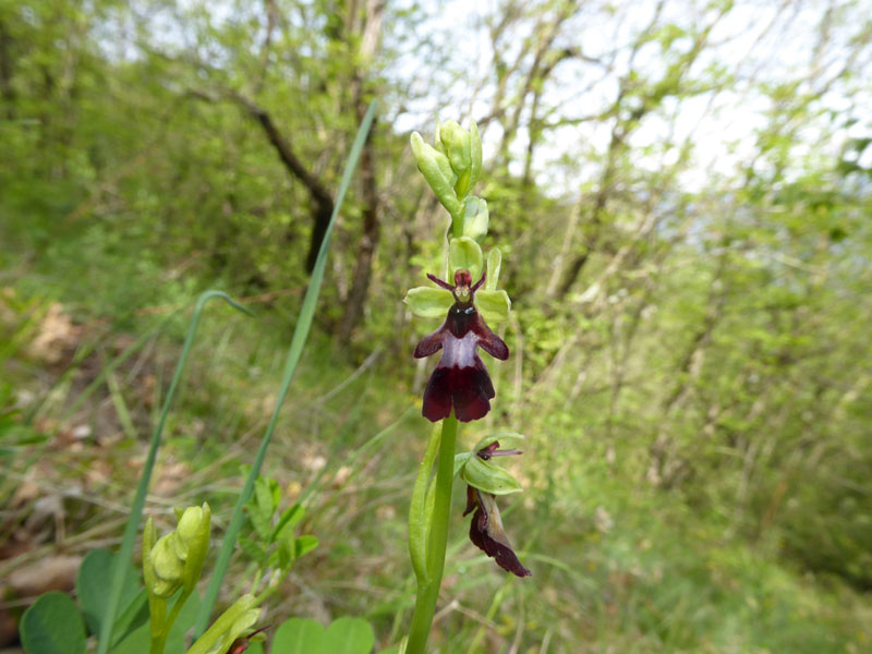 O.simia - O.purpurea - O.insectifera